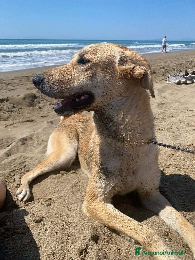 Meticcio cani in regalo: RAILY 4 anni brava, affettuosa - Annuncio 2