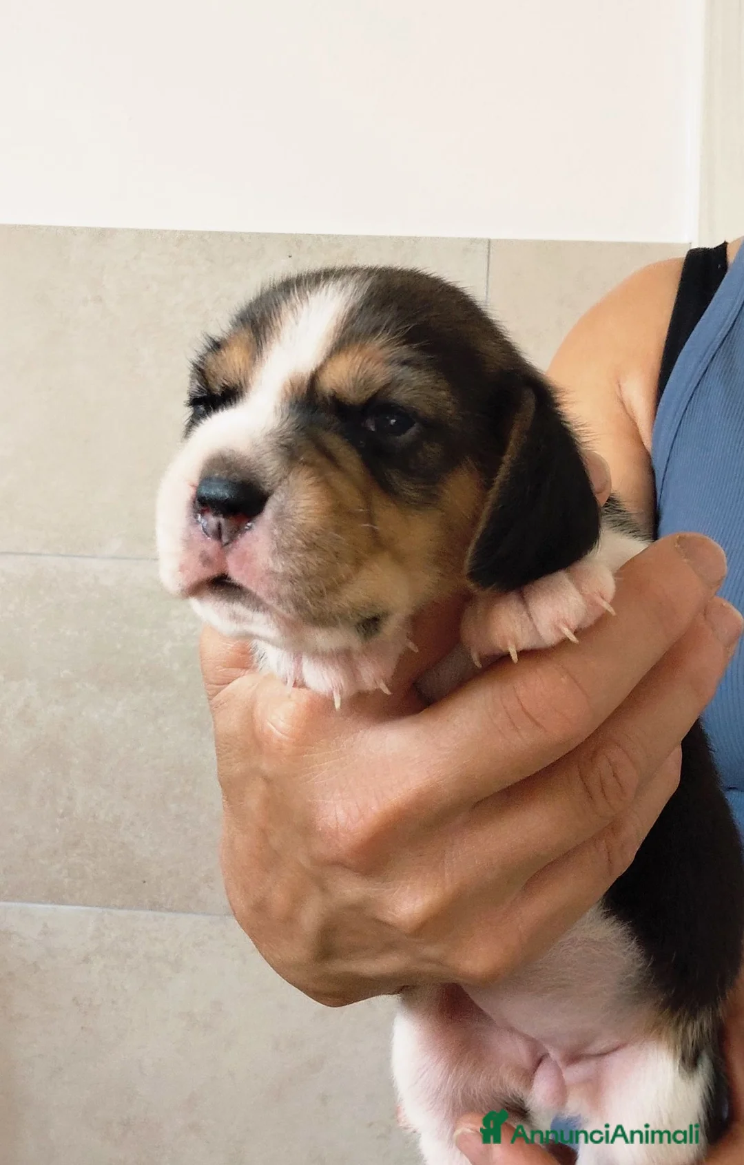 Beagle cani in vendita: Cuccioli di Beagle - Annuncio 4