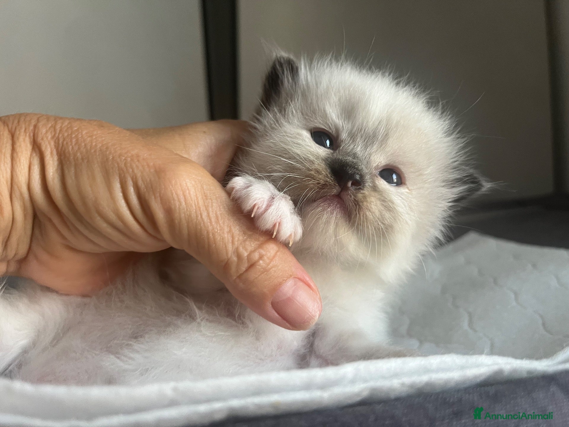 Ragdoll gatti Straordinari cuccioli ragdoll - Annuncio 2
