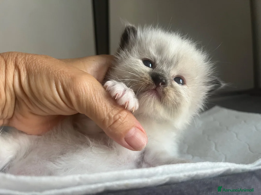 Ragdoll gatti in vendita: Straordinari cuccioli ragdoll a Provincia di Monza e della Brianza - Annuncio 2