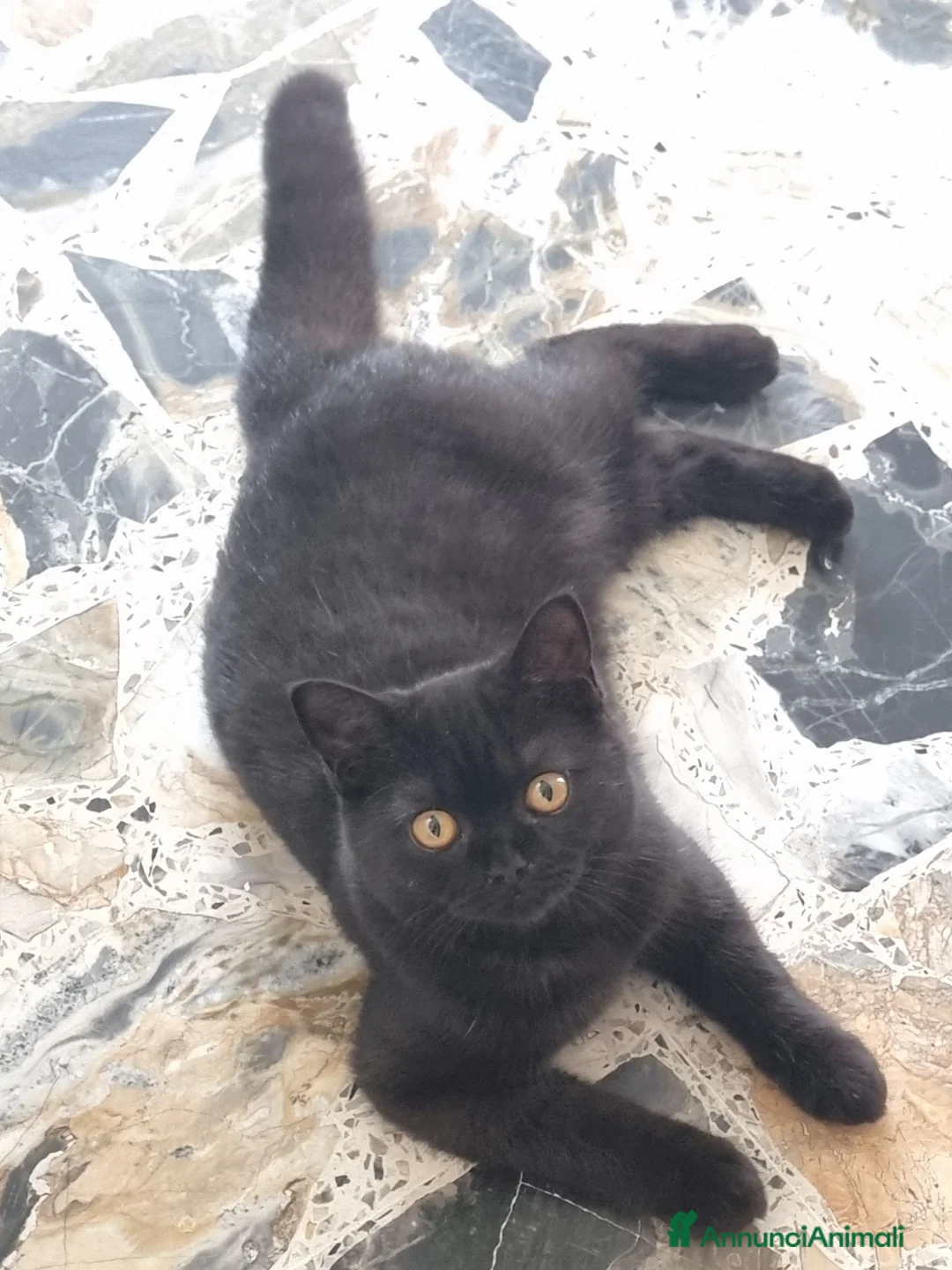 Scottish gatti in vendita: Scottish straight Longhair con Pedigree  - Annuncio 7