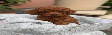 Barboncino Toy 3