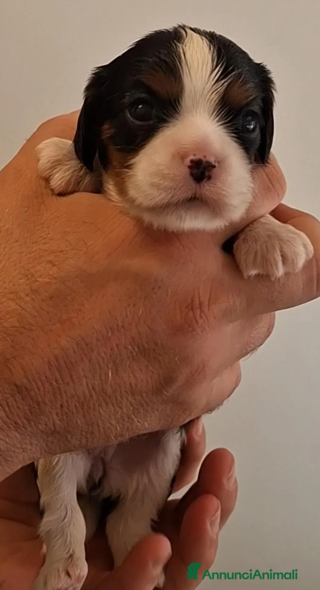 Cavalier King cani in vendita: Cuccioli di Cavalier King pedigree ed affisso Enci a Provincia di Barletta-Andria-Trani - Annuncio 2
