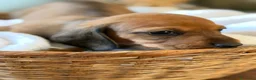 Bassotto cani in vendita: Cuccioli Bassotto Tedesco Standard Disponibili - Annuncio 13