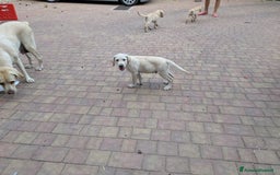 Labrador cani in vendita: Labrador Miele  a Provincia di Brescia - Immagine 4