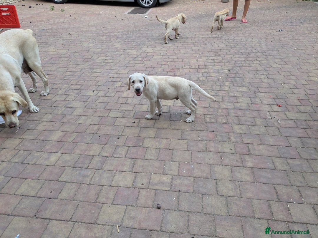 Labrador cani in vendita: Labrador Miele  a Provincia di Brescia - Immagine 4