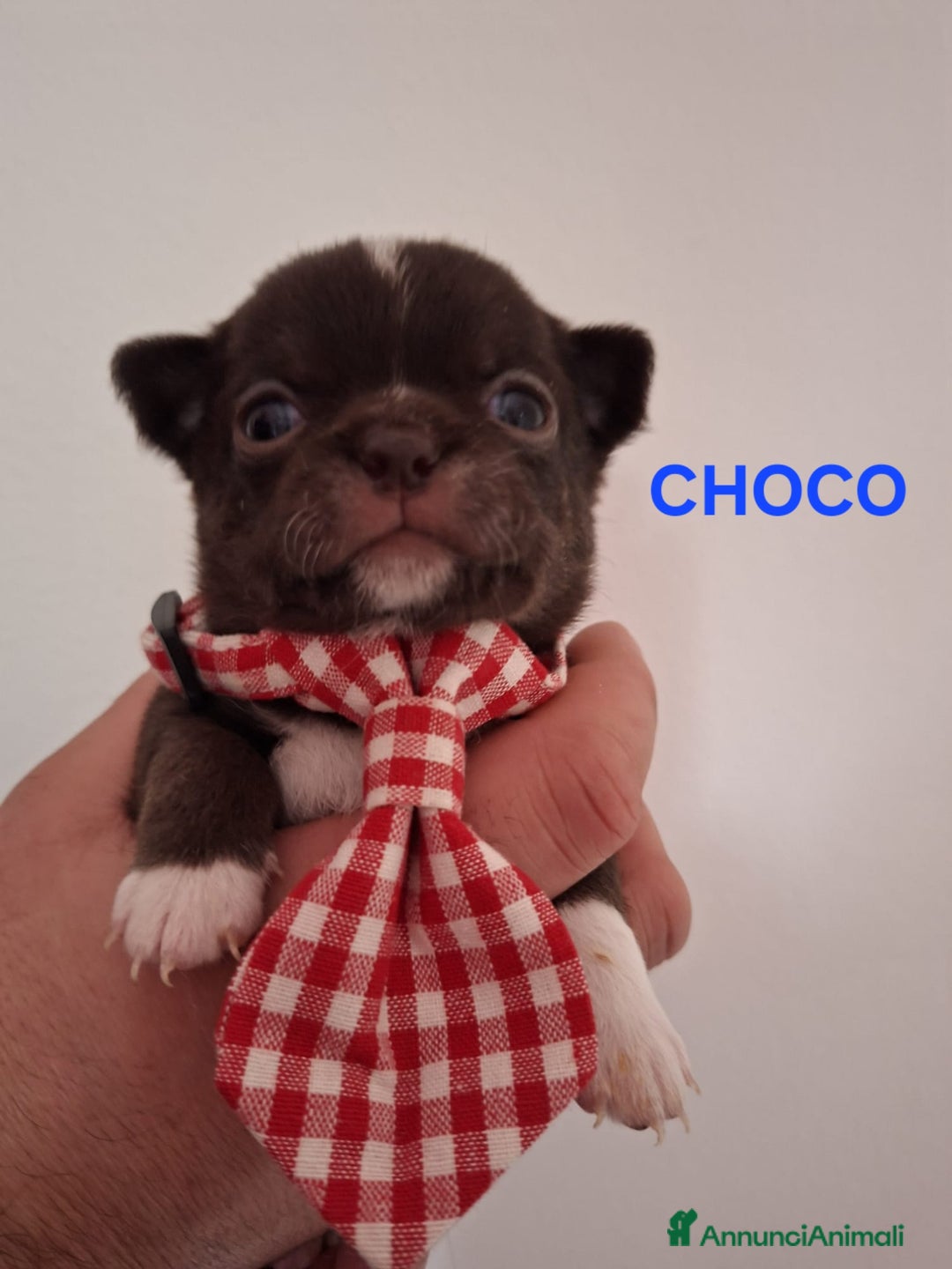 Chihuahua cani in vendita: Chihuahua  - Annuncio 4