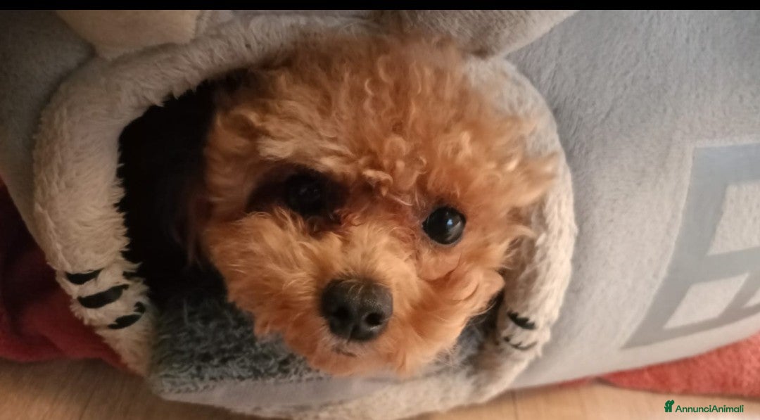 Barboncino Toy cani per accoppiamento: Gigi stupendo Toy cerca fidanzata - Annuncio 4