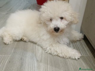 Meticcio cani Maltipoo maschio - Annuncio 9