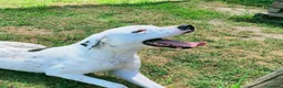 Meticcio cani in regalo: Rosario, cucciolone mix dalmata e dogo  - Annuncio 1