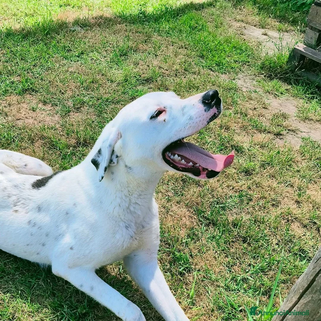 Meticcio cani in regalo: Rosario, cucciolone mix dalmata e dogo  - Annuncio 1