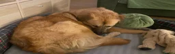 Meticcio cani in regalo: Maya 1 anno, carattere eccezionale a Città Metropolitana di Bologna - Annuncio 6