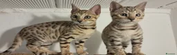 Bengala gatti in vendita: Bengala cuccioli pedegree a Provincia di Biella - Annuncio 5