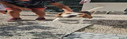 Beagle cani in regalo: Borgo: nonnino Beagle dolce e socievole  - Annuncio 5