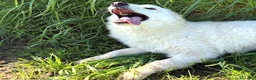 Meticcio cani in regalo: MOLLY, un raggio di sole - Annuncio 8
