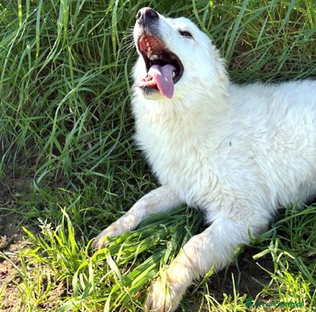 Meticcio cani in regalo: MOLLY, un raggio di sole - Annuncio 8