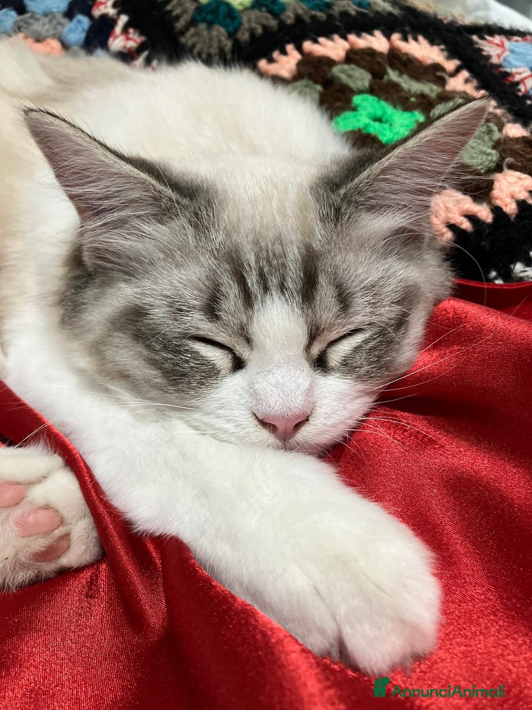 Ragdoll gatti in vendita: Ragdoll con Pedigree  - Annuncio 6