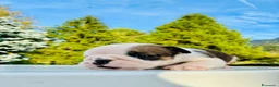 Bulldog cani in vendita: Cuccioli Bulldog Inglese - Annuncio 16