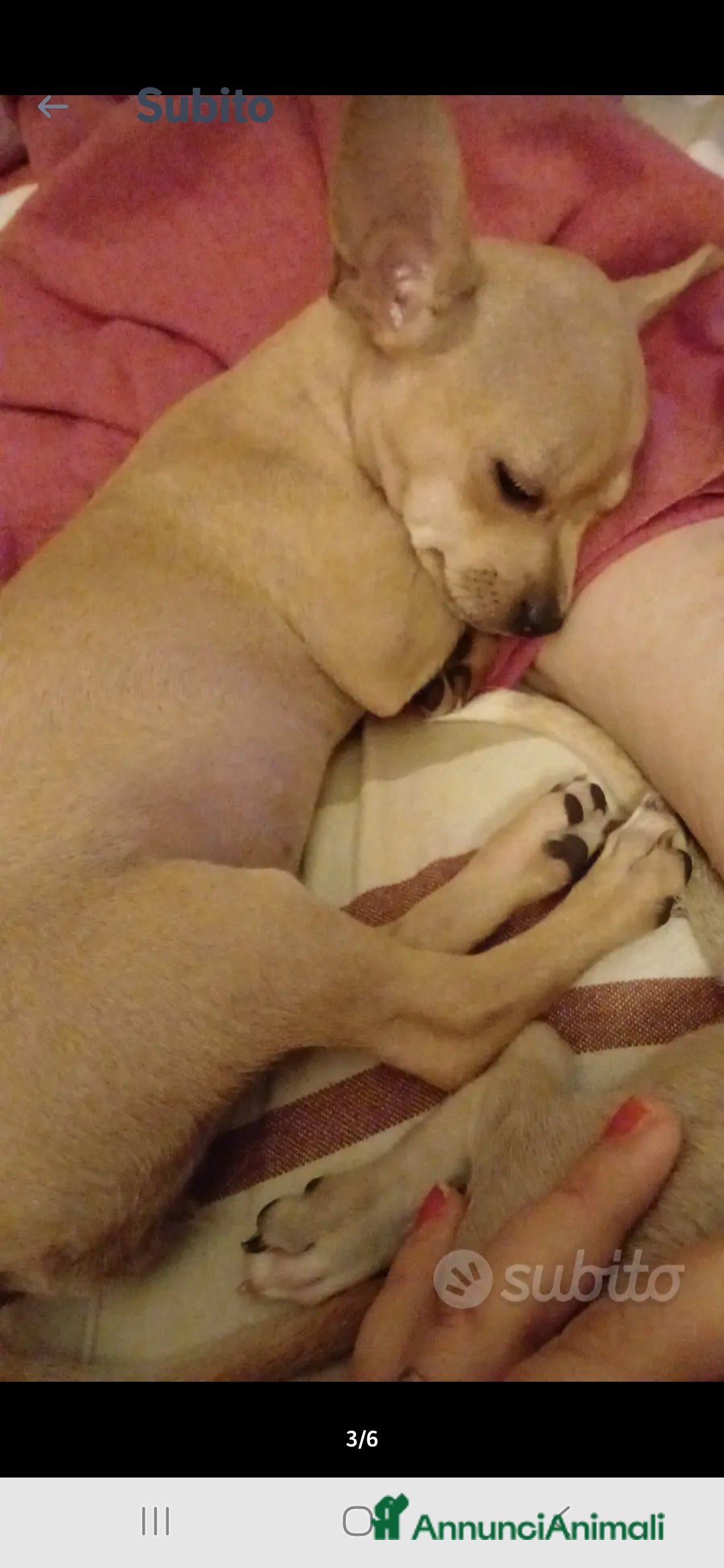 Chihuahua cani in vendita: Cuccioli chihuahua - Annuncio 36