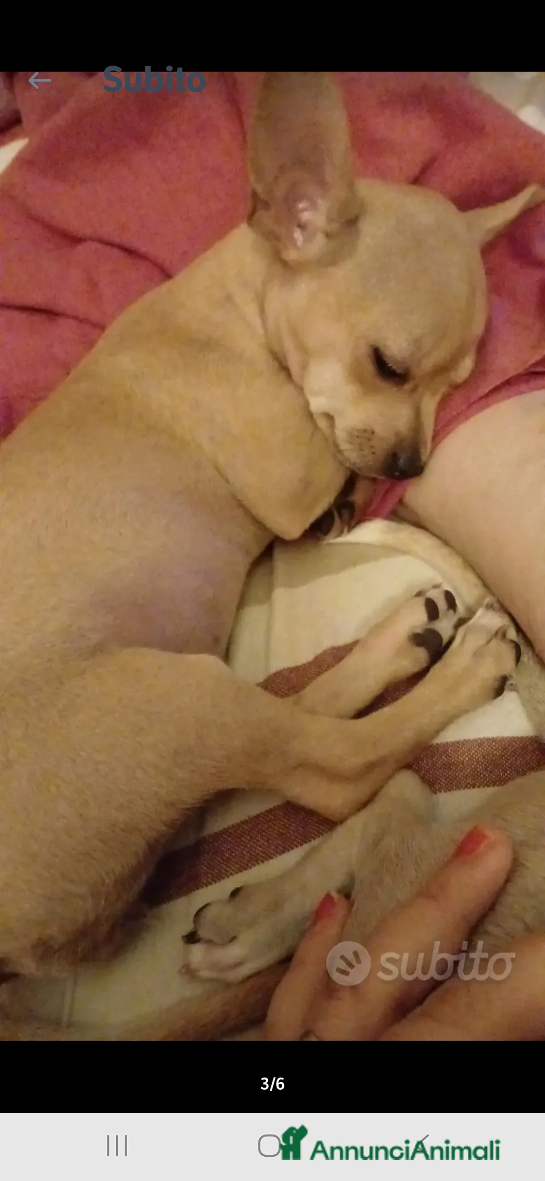 Chihuahua cani in vendita: Cuccioli chihuahua - Annuncio 36