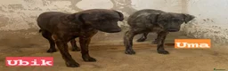 Meticcio cani in regalo: UMA e UBIK mamma e figlio - Annuncio 2