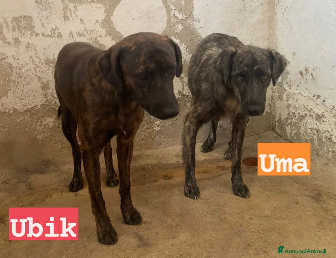 Meticcio cani in regalo: UMA e UBIK mamma e figlio - Annuncio 2