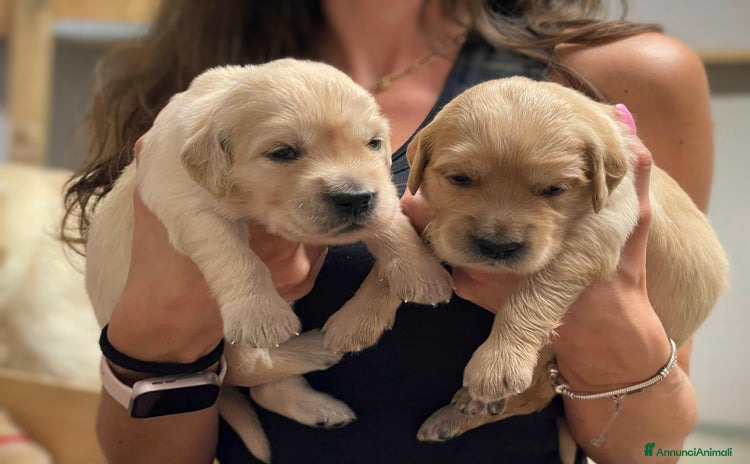 Golden Retriever cani a Provincia di Pavia - Annuncio 1