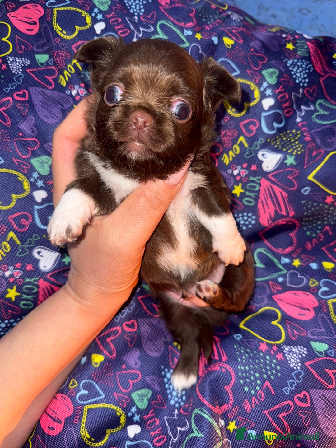 Chihuahua cani in vendita: Chihuahua pelo lungo - Annuncio 4