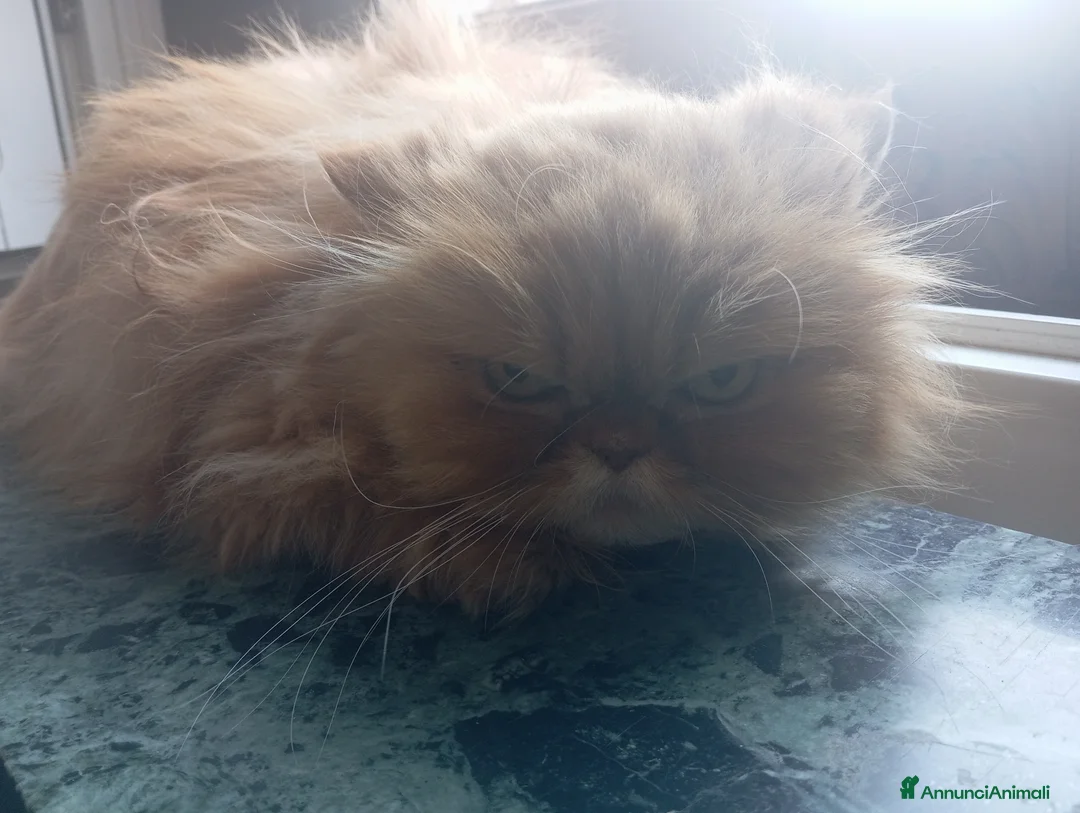 Persiano gatti in regalo: Due gatti Persiani bravissimi  - Annuncio 5