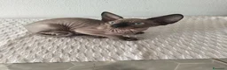 Sphynx gatti in vendita: Gatti Sphynx  - Annuncio 6