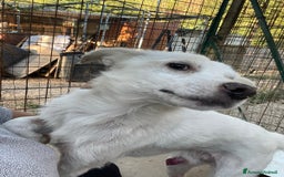 Meticcio cani in regalo: SOS SOS SOS DOLCISSIMO PLUTO a Provincia di Rimini - Annuncio 6