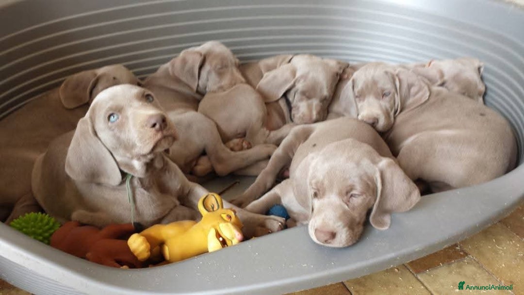 Weimaraner cani in vendita: Weimaraner cuccioli  - Annuncio 2
