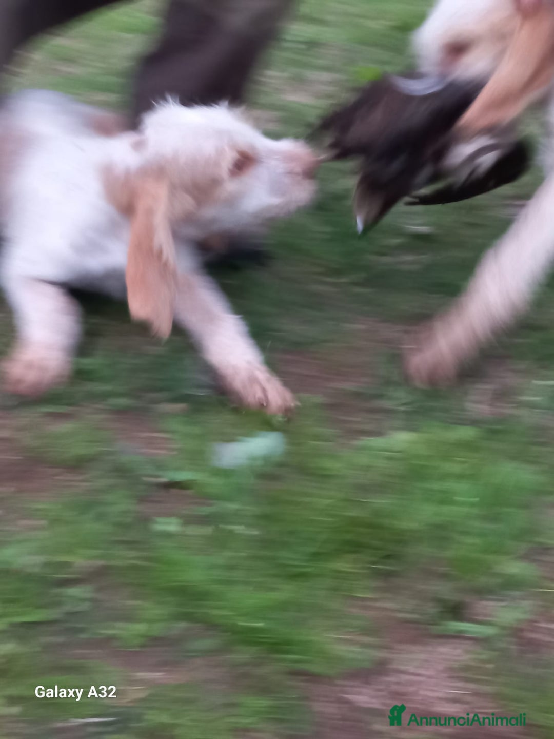 Spinone cani in vendita: Cedo cucciolo di spinone - Annuncio 1