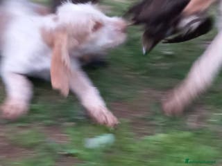 Spinone cani Cedo cucciolo di spinone - Annuncio 4