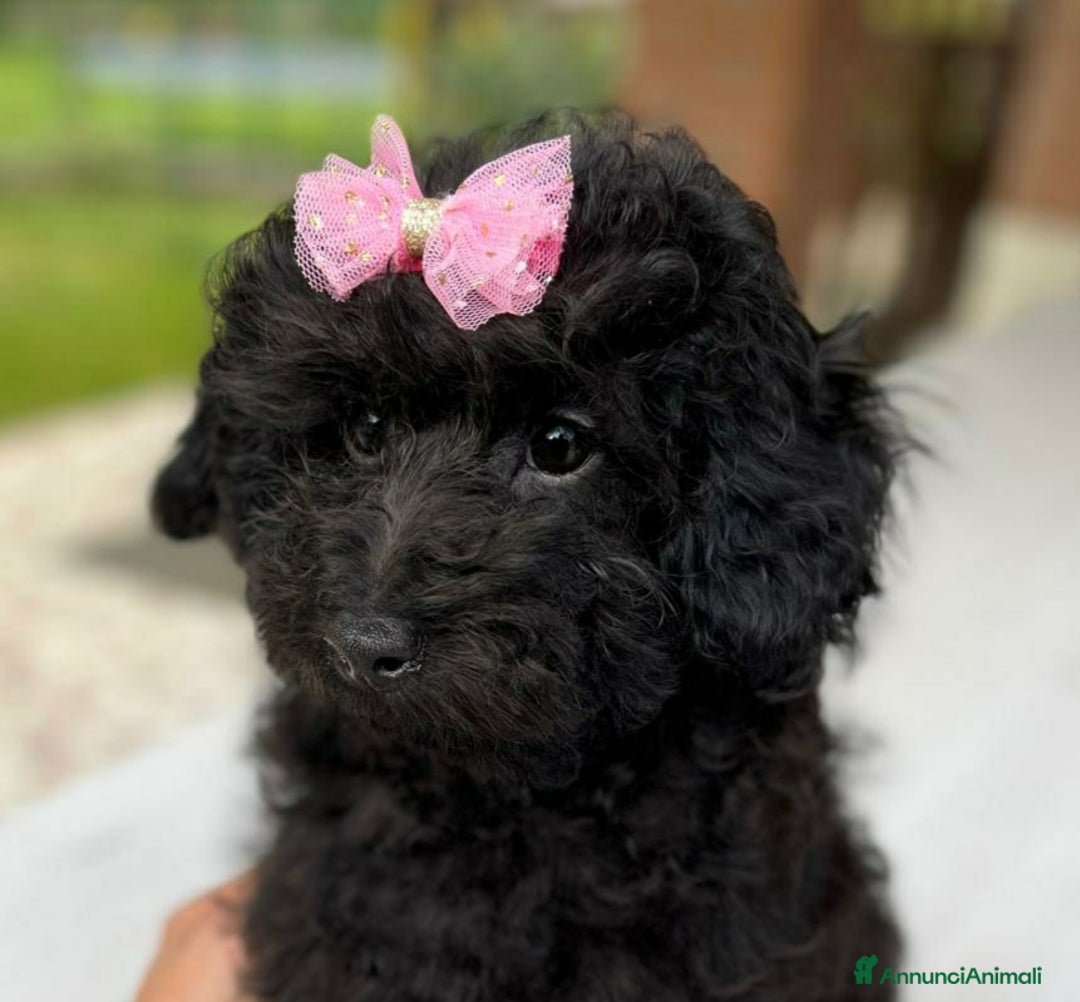 Barboncino Toy cani in vendita: Barboncina Nera Toy Pedigree Enci  - Annuncio 1