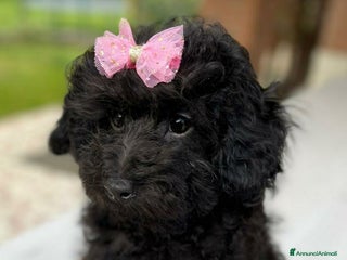 Barboncino Toy cani in vendita - Annuncio 2