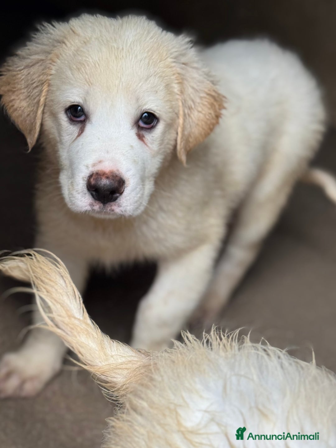 Pastore Maremmano cani in regalo: Orsù cucciolo taglia grande cerca casa  - Annuncio 4