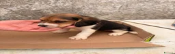 Beagle cani in vendita: Cuccioli di Beagle puri - Annuncio 8