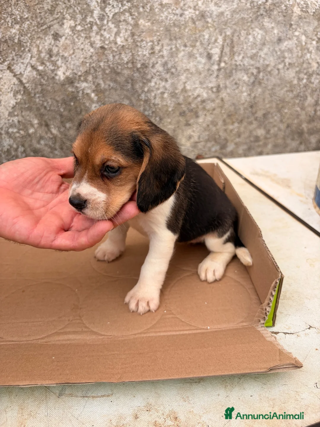 Beagle cani in vendita: Cuccioli di Beagle puri - Annuncio 8