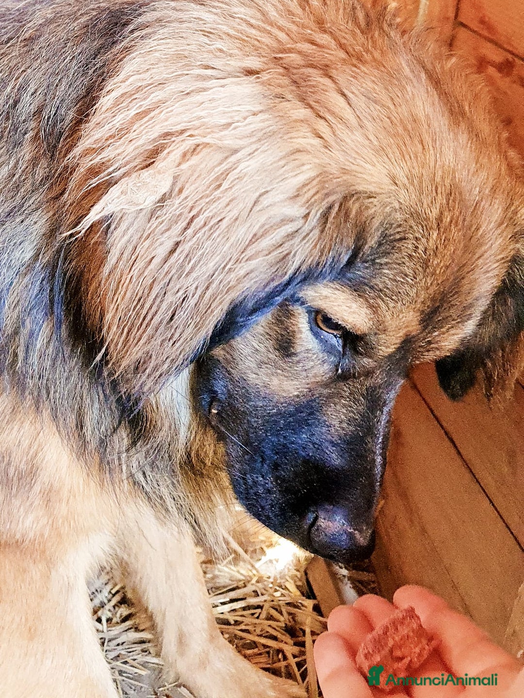 Meticcio cani in regalo: 4anni tg media recuperato,pronto x l adozione.ROMA a Città Metropolitana di Milano - Annuncio 4