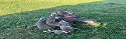 Pitbull cani in vendita: Cuccioli di Pit Bull Blue Nose anche a rate - Annuncio 2