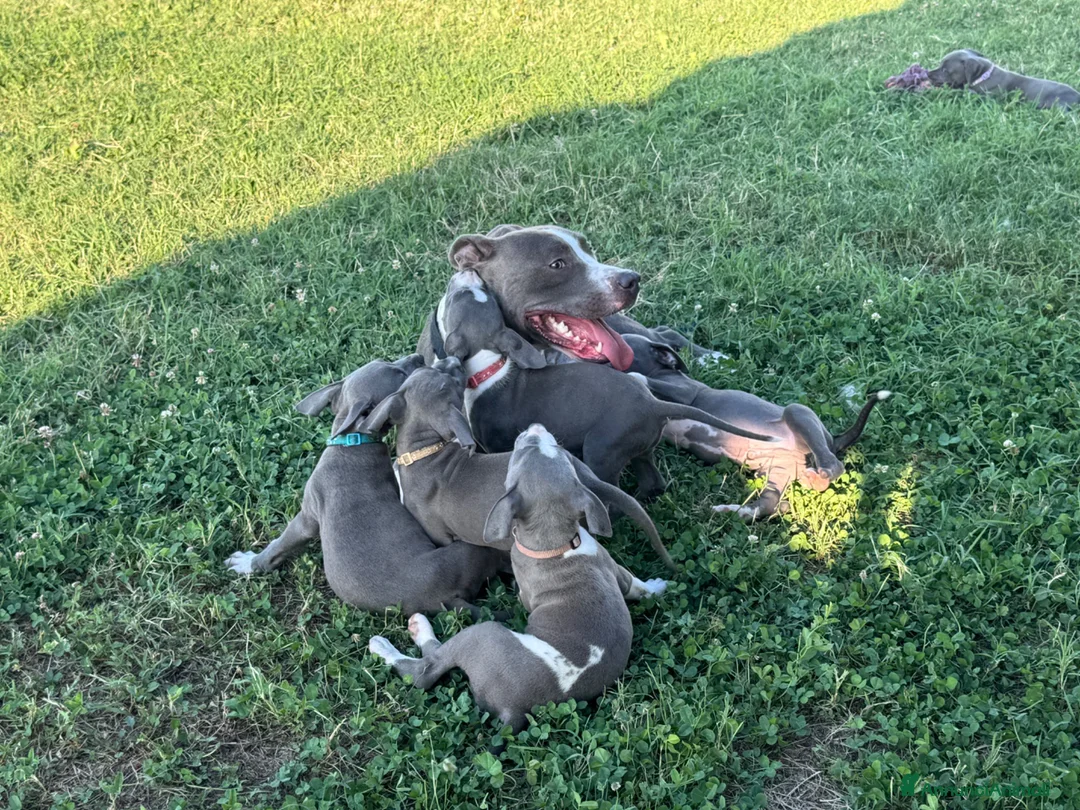 Pitbull cani in vendita: Cuccioli di Pit Bull Blue Nose anche a rate - Annuncio 2