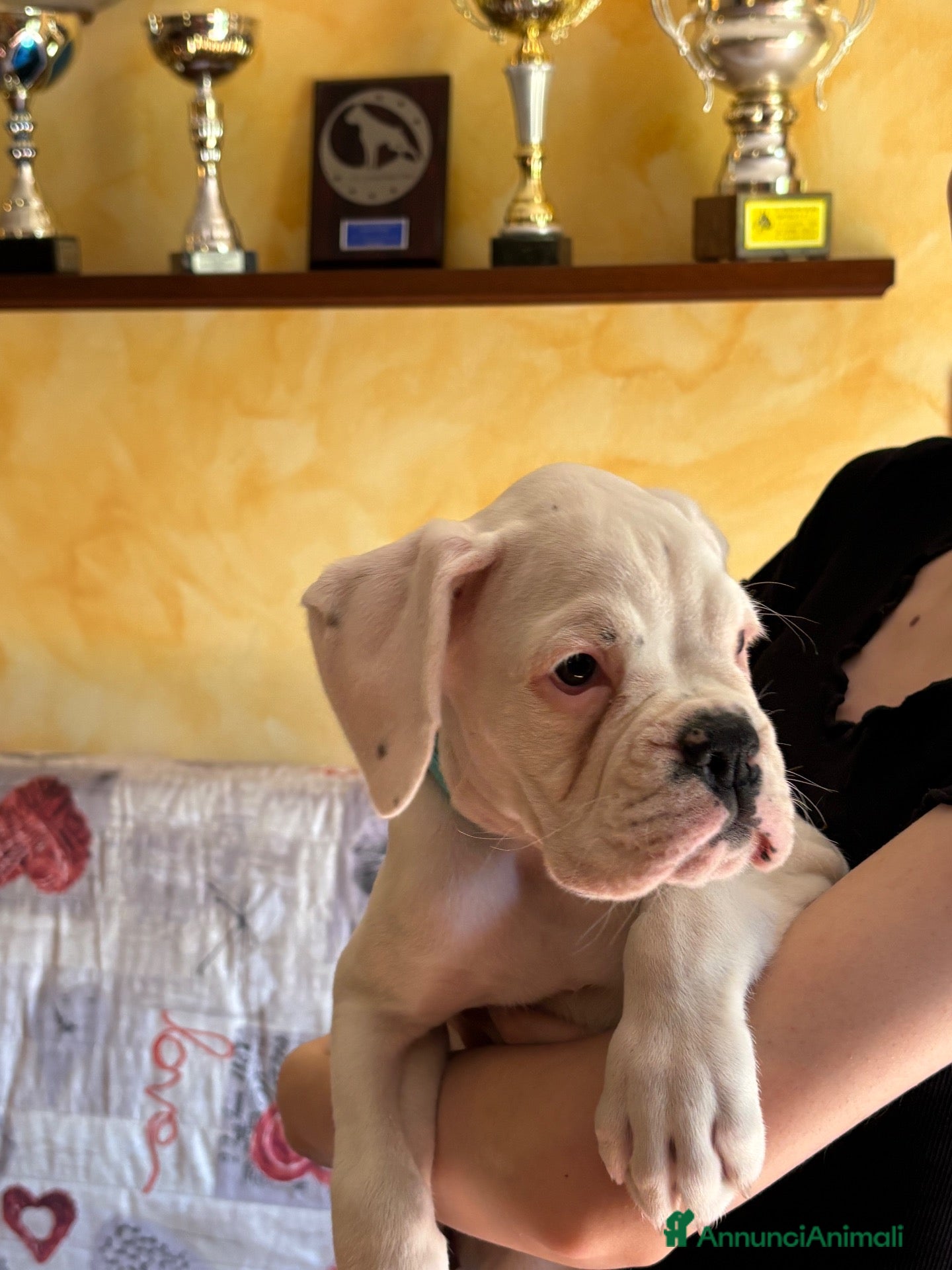 Boxer cani Boxer bianco - Annuncio 12