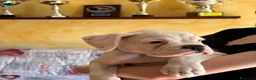 Boxer cani in vendita: Boxer bianco - Annuncio 1