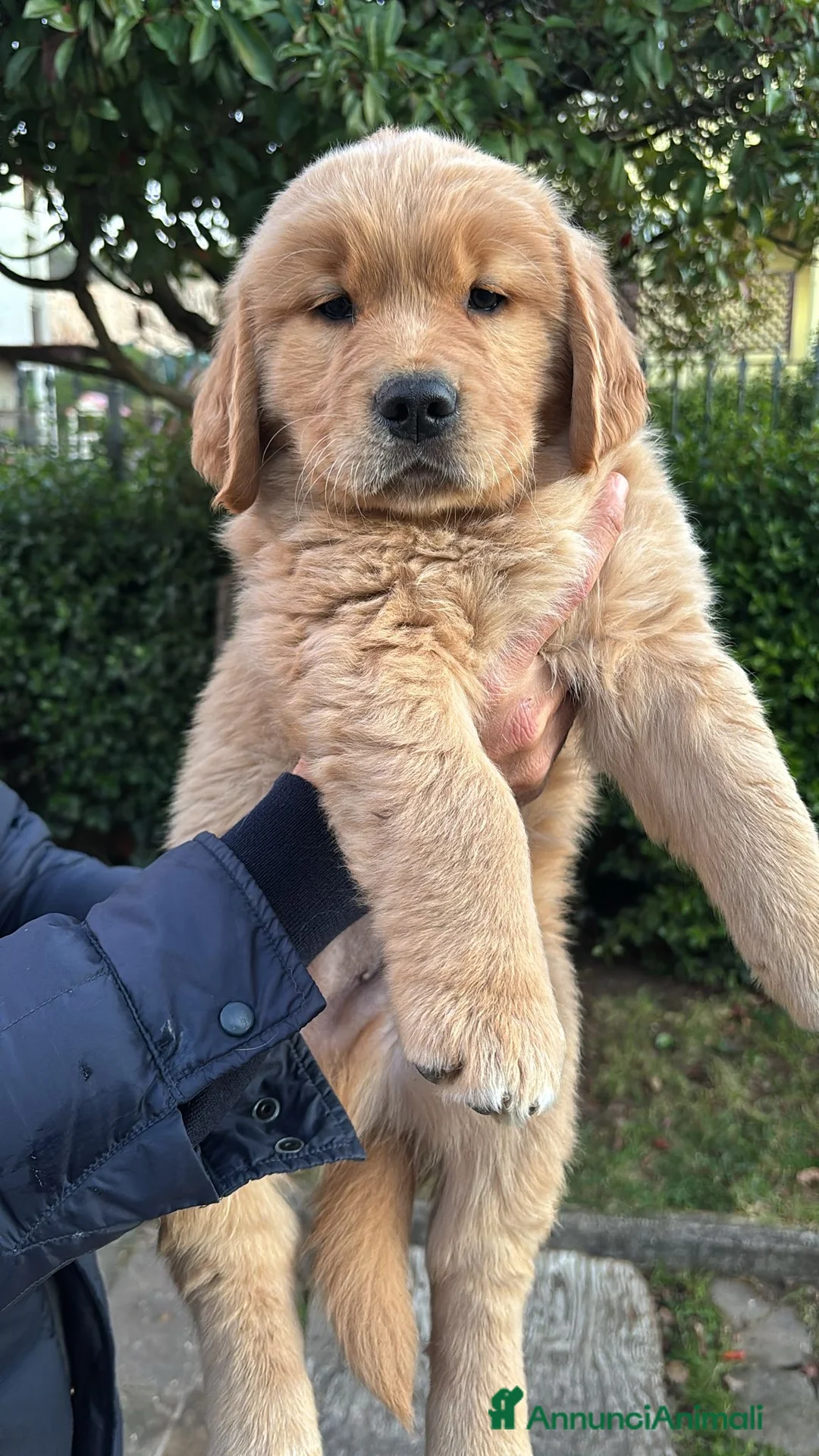 Golden Retriever cani in vendita: Golden Retriever cuccioli americani 90% - Annuncio 6