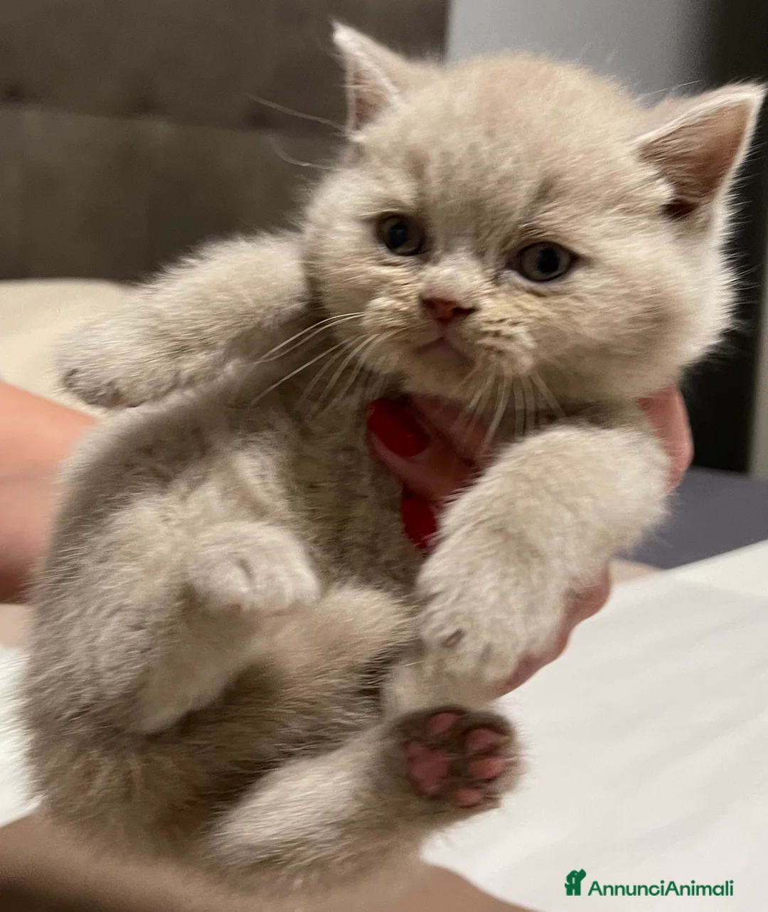 Immagine della galleria {{count}}