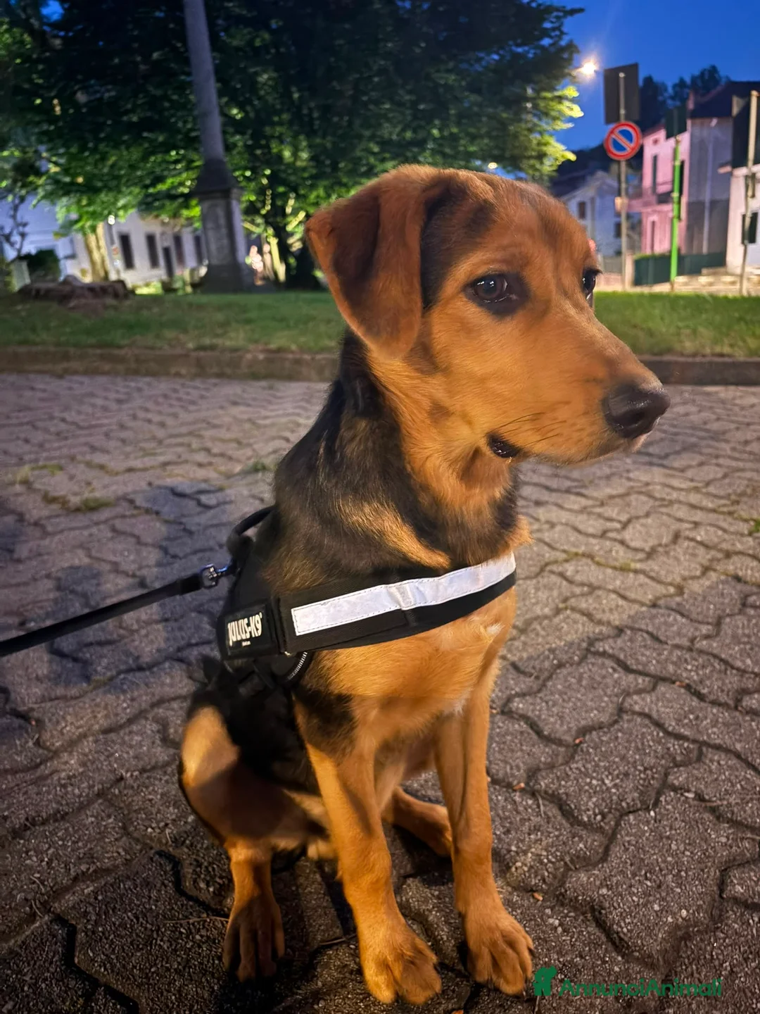Meticcio cani in vendita: Cucciolo  a Provincia di Lecco - Annuncio 2