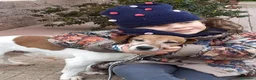 Jack Russell cani in regalo: In regalo jack Russell  a Provincia di Viterbo - Annuncio 2