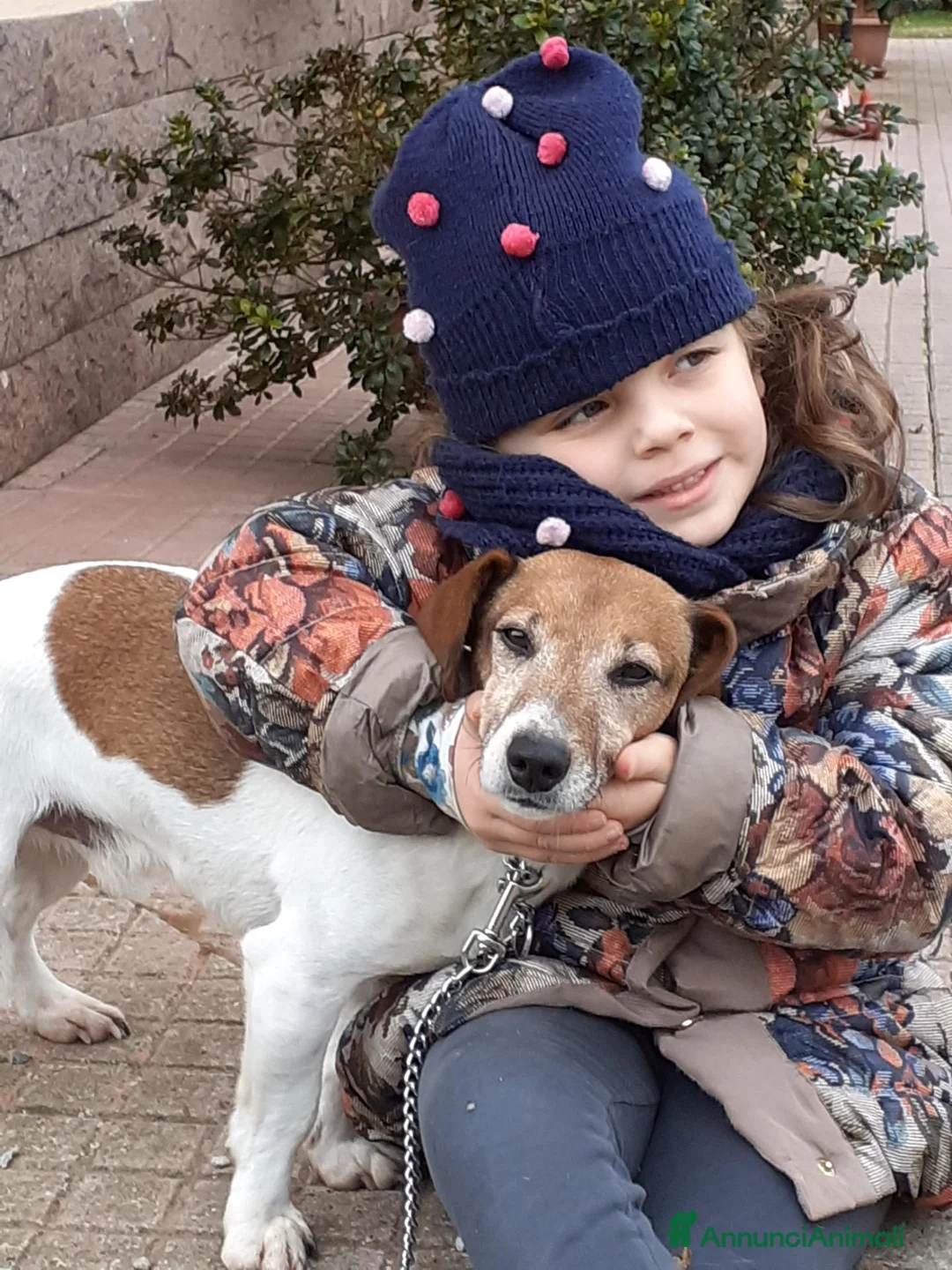 Jack Russell cani in regalo: In regalo jack Russell  a Provincia di Viterbo - Annuncio 2