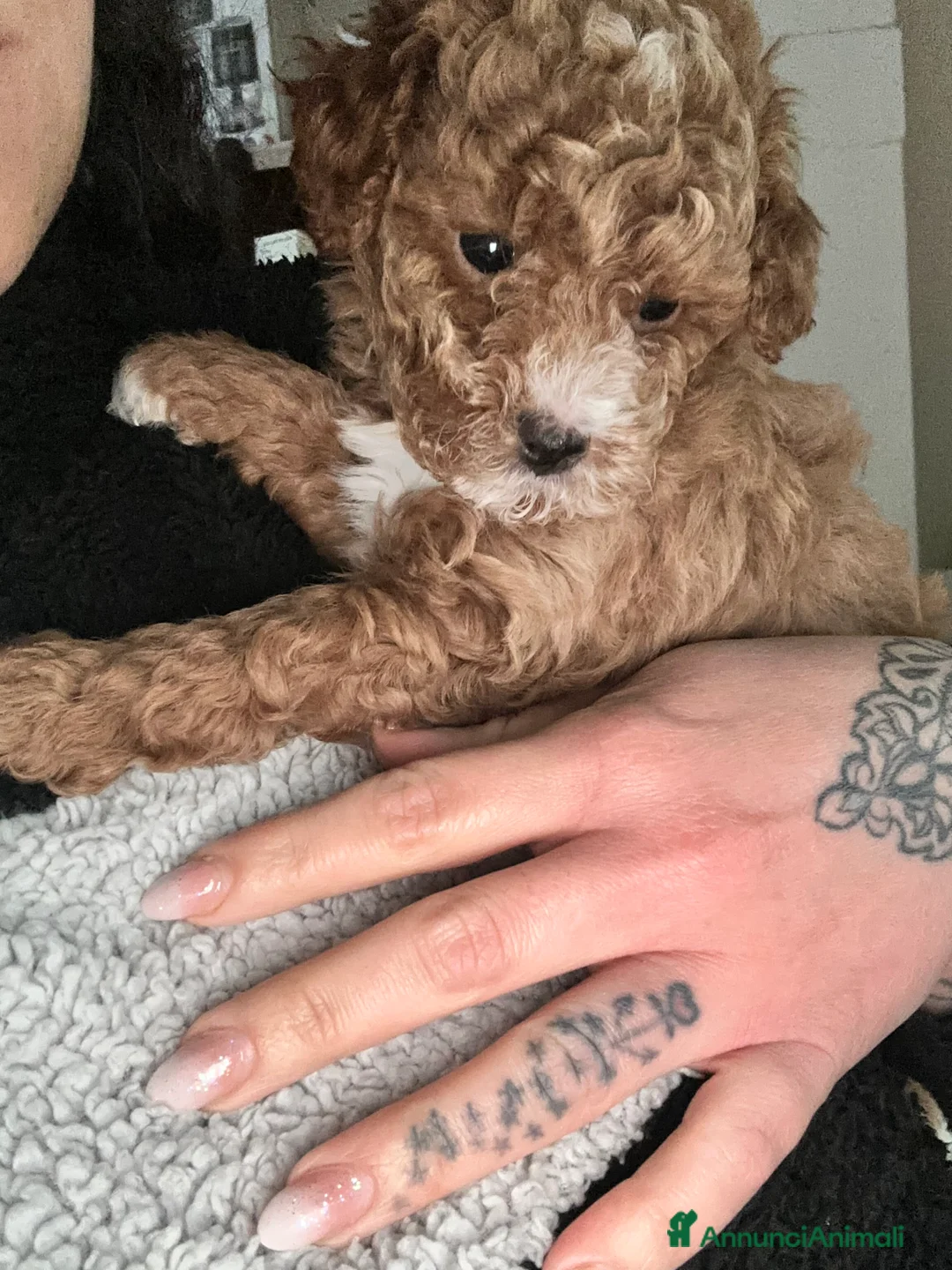 Barboncino Toy cani in vendita: Barboncini Toy  - Annuncio 5